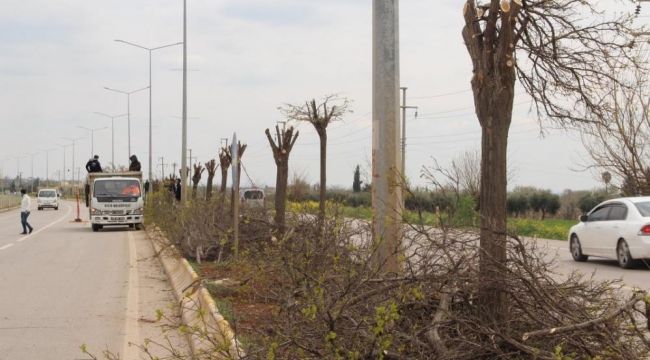 Refüjlerdeki ağaçlar budanıyor 