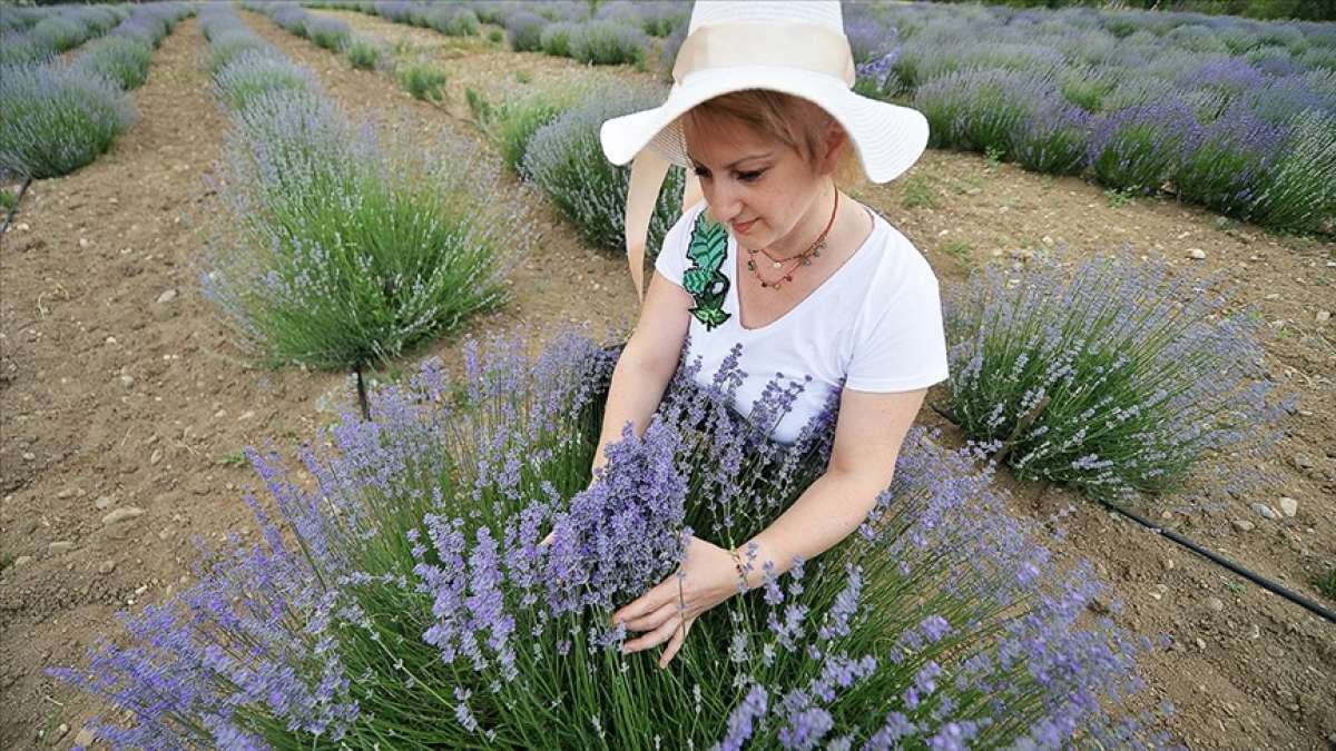 Safranbolu'da çiçek açan lavanta tarlaları göz kamaştırıyor