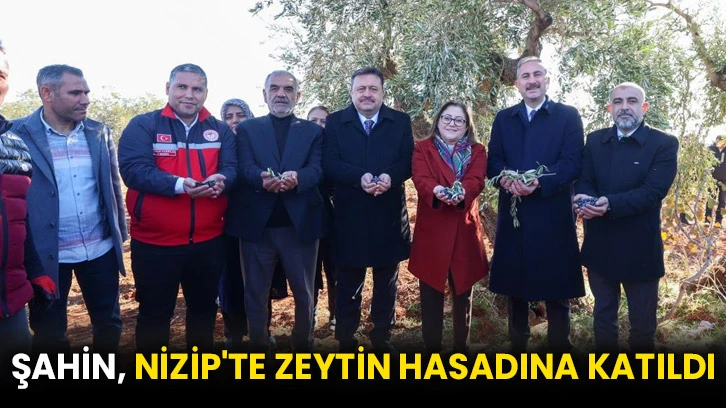 Şahin, Nizip'te zeytin hasadına katıldı