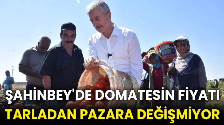 Şahinbey'de domatesin fiyatı tarladan pazara değişmiyor