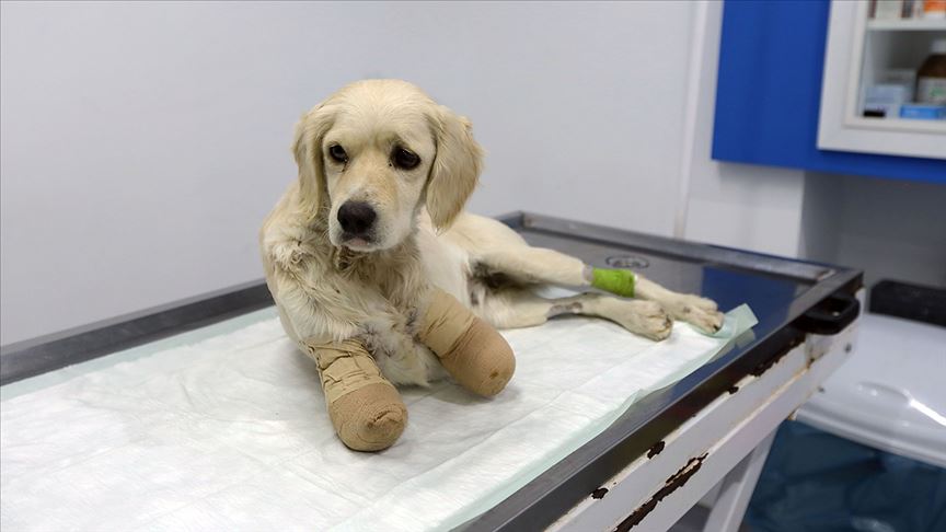 Samsun’da patileri kesilen köpekle ilgili 3 kişi gözaltına alındı