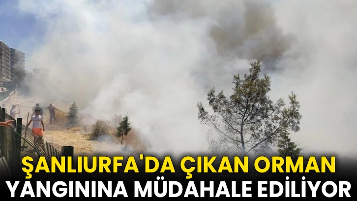 Şanlıurfa'da çıkan orman yangınına müdahale ediliyor