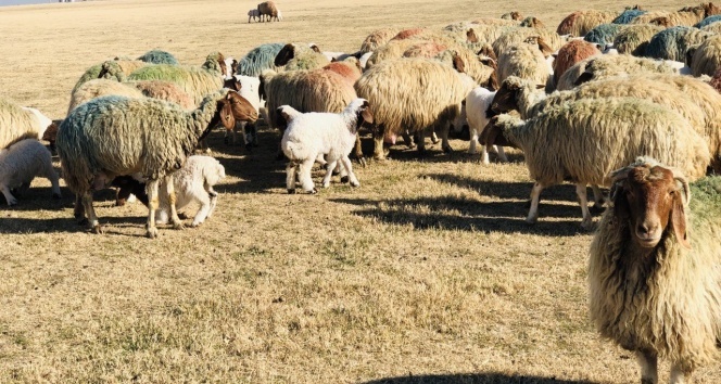 Şanlıurfa'da 37 bin 200 kuzu annesiyle buluştu