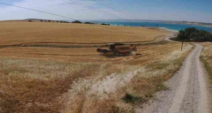 Şanlıurfa’da benzerine rastlanmamış olay: Vatandaş ekti, kaymakamlık biçti