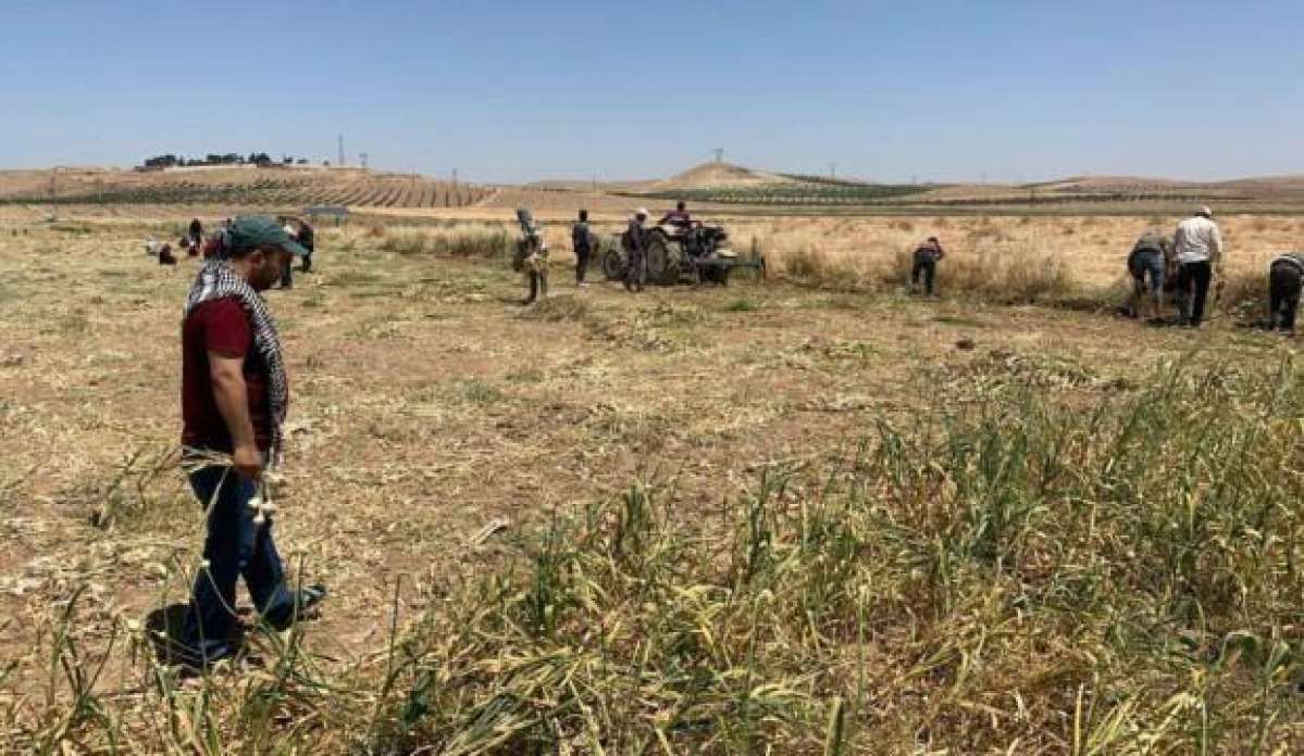 Şanlıurfa’da doğal antibiyotik hasadı başladı