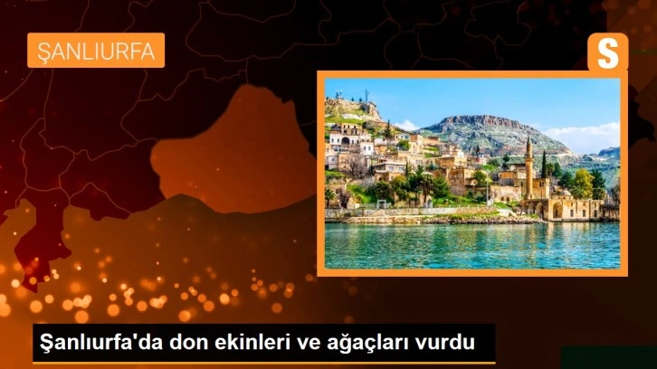 Şanlıurfa'da don ekinleri ve ağaçları vurdu