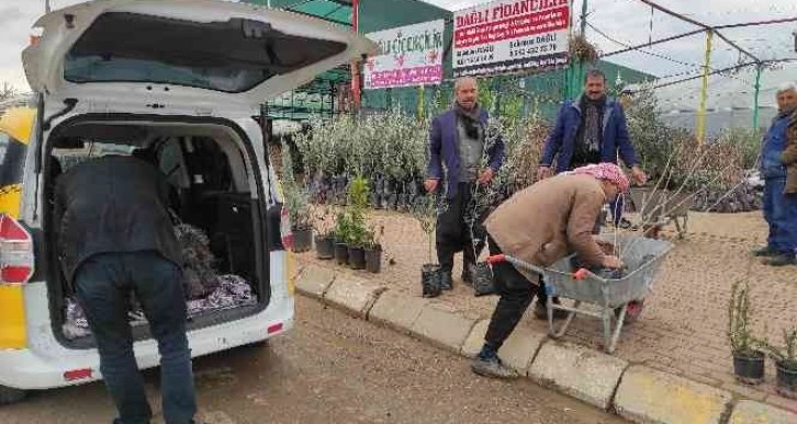 Şanlıurfa’da fıstık ve zeytin fidanları toprakla buluşuyor