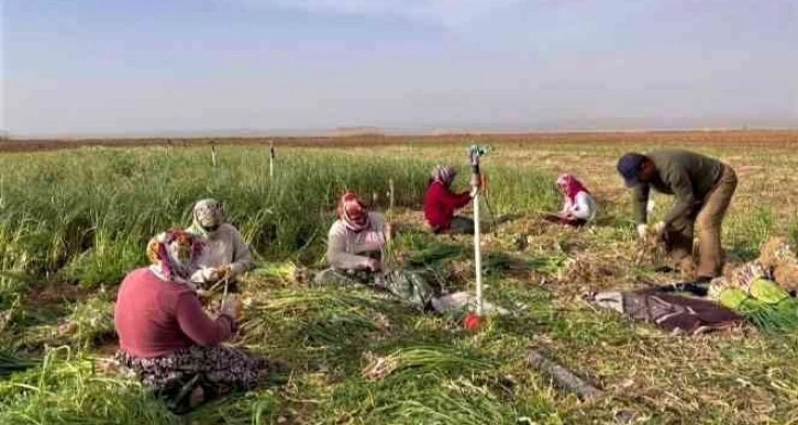 Şanlıurfa’da sarımsak alternatif ürün oldu