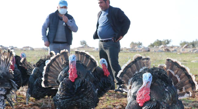 Satılık hindi bulamayınca kendi işini kurdu