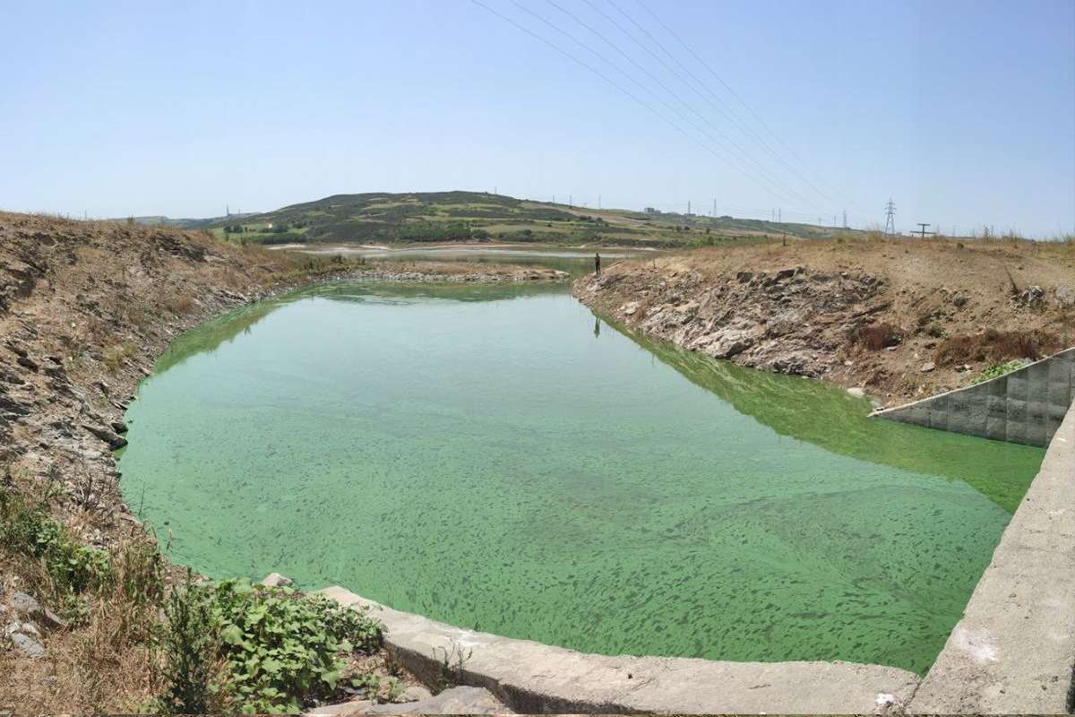 Sazlıbosna Gölü tehlike saçıyor, gölün rengi yeşile döndü