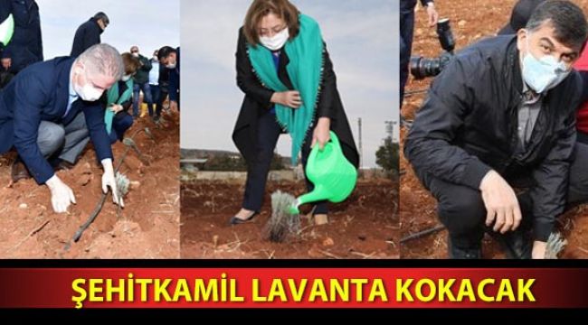 Şehitkamil lavanta kokacak