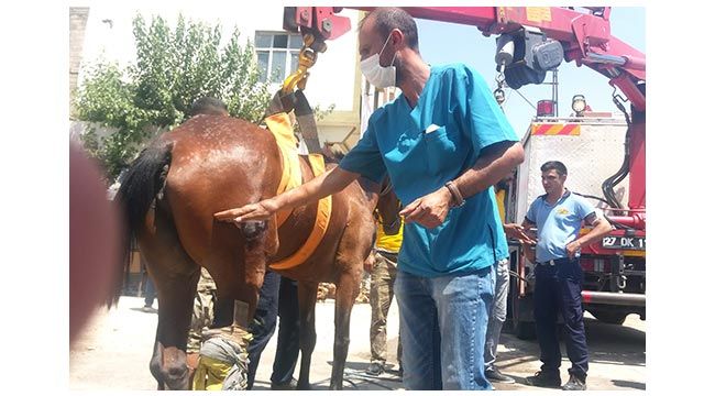 Seyrantepe Mahallesi Abdulkadir Konukoğlu Bulvarı üzerinde kaderine terk edilen yaralı ata Gaziantep Büyükşehir Belediyesi sahip çıktı. 