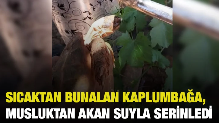 Sıcaktan Bunalan Kaplumbağa, Musluktan Akan Suyla Serinledi