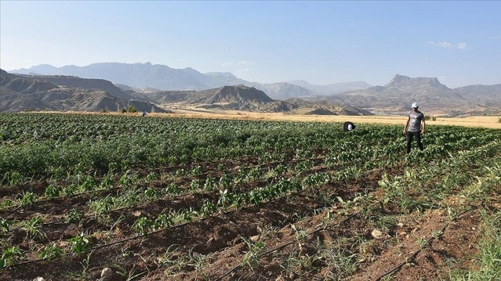 Şırnak'ta 70 çiftçiye dağıtılan 400 bin sebze fidesinden ürün elde edildi