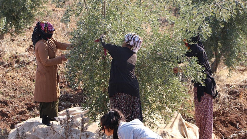 Şırnak'ta zeytin hasadı heyecanı