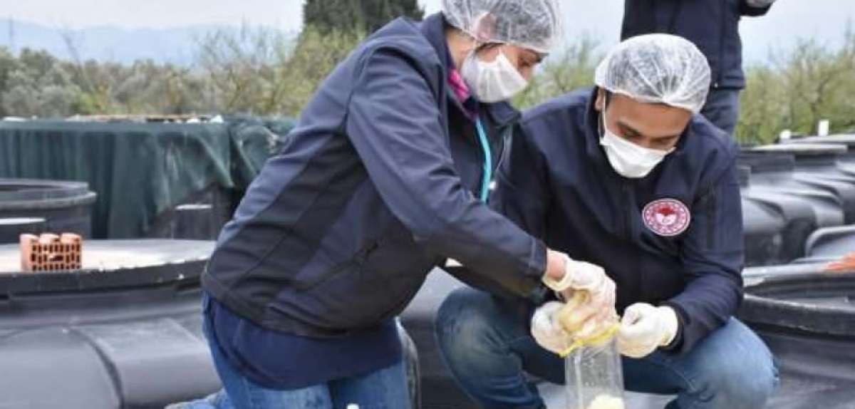 Skandal görüntülerin çekildiği turşu fabrikası mühürlendi