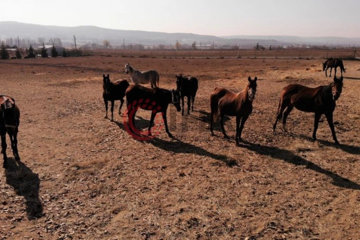 Soğuk havalarda milyonluk atlara böyle bakıyorlar