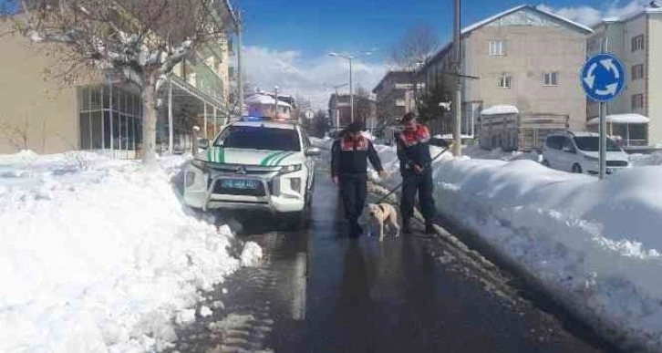 Sokağa terk edilen Pitbull barınağa teslim edildi