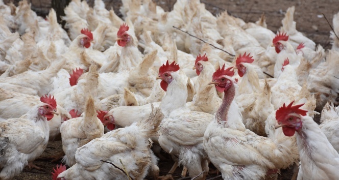 Son bir ayda görülmeye başladı, tek çaresi 'aşı'