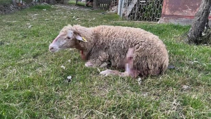 Sonunda bu da oldu: İstanbul'da bahçede otlayan koyunları köpekler telef etti!