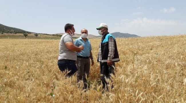 Süne zararlısı hububatı tehdit ediyor