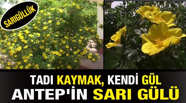 Tadı kaymak kendi Gül; Antep'in Sarı Gül'ü...