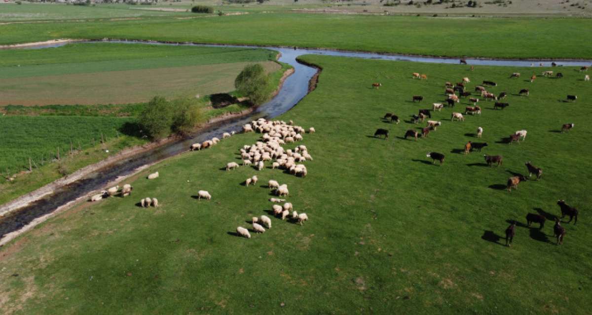 Tam kapanmada besiciler ve çobanlar yaylalarda mesaide