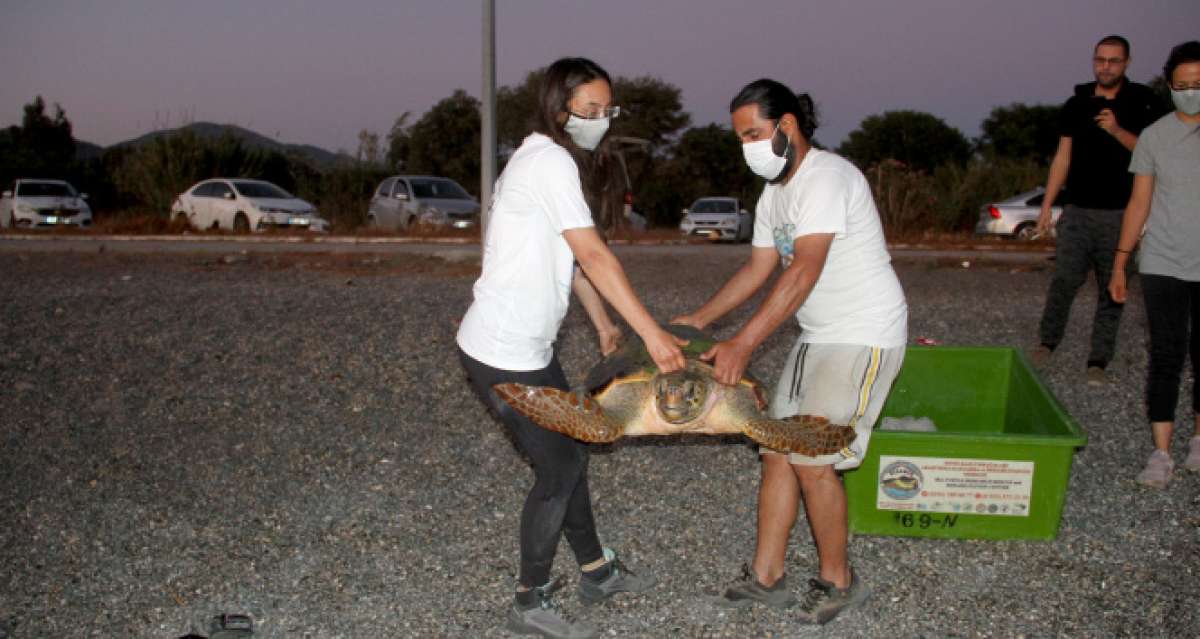 Tedavisi tamamlanan caretta caretta denize bırakıldı