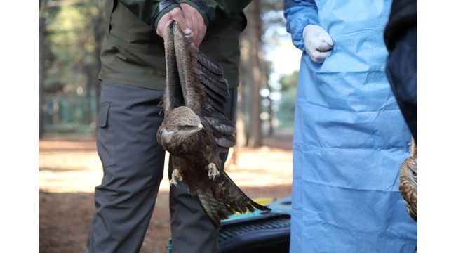 Tedavisi tamamlanan yaralı kuşlar doğaya bırakıldı