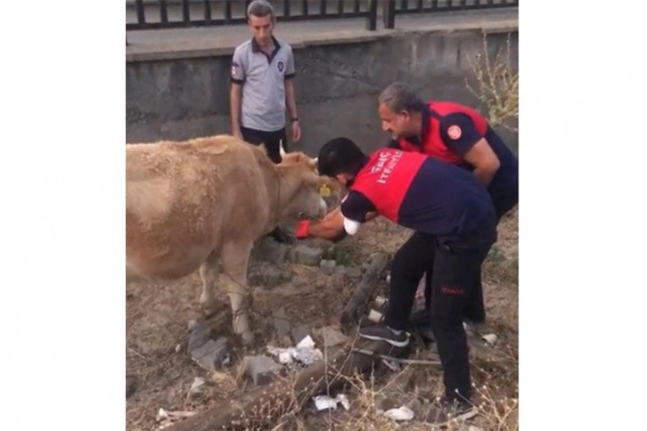 Tellere takılan inek itfaiye erleri tarafından kurtarıldı