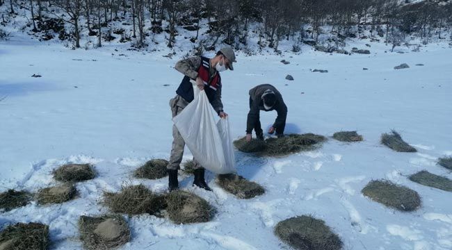 Teröristleri kovaladıkları dağlarda hayvanları unutmadılar