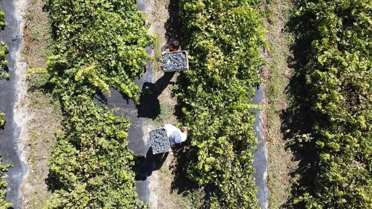 Tescilli 'Cimin' üzümünde kuraklığa rağmen verim kaybı yaşanmadı