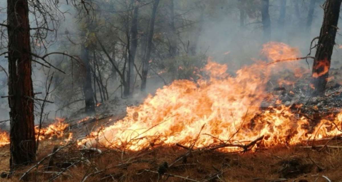 Tokat'ta orman yangını