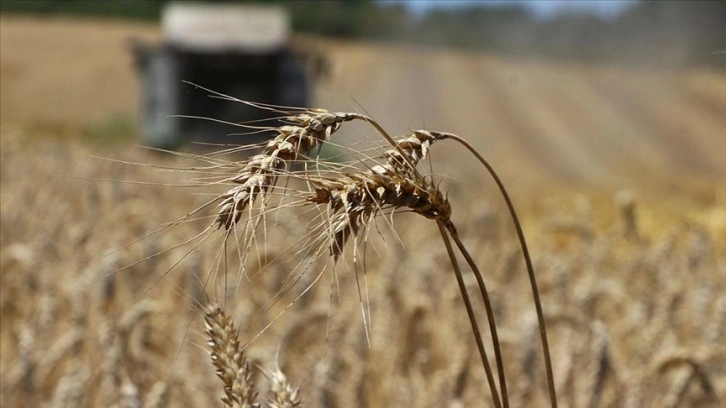 Trakya çiftçisi hasat mesaisinde sona yaklaştı