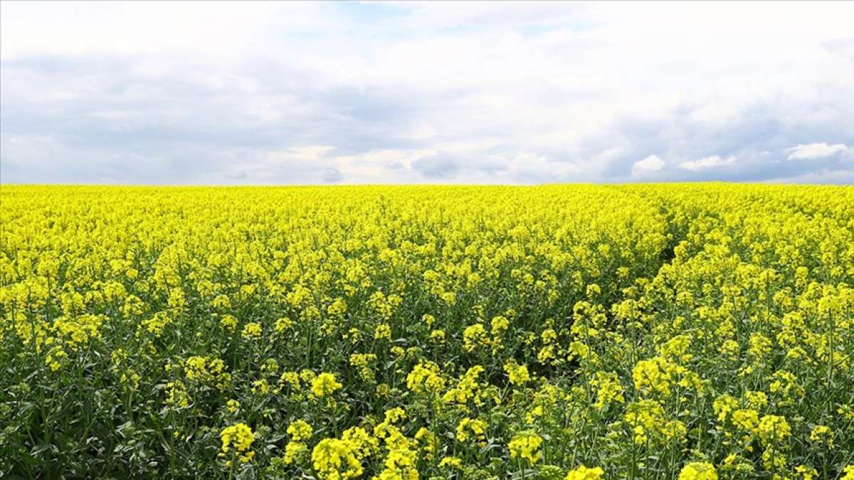 Trakya'yı sarıya boyayan kanola ile yağ ithalatı azaltılabilir