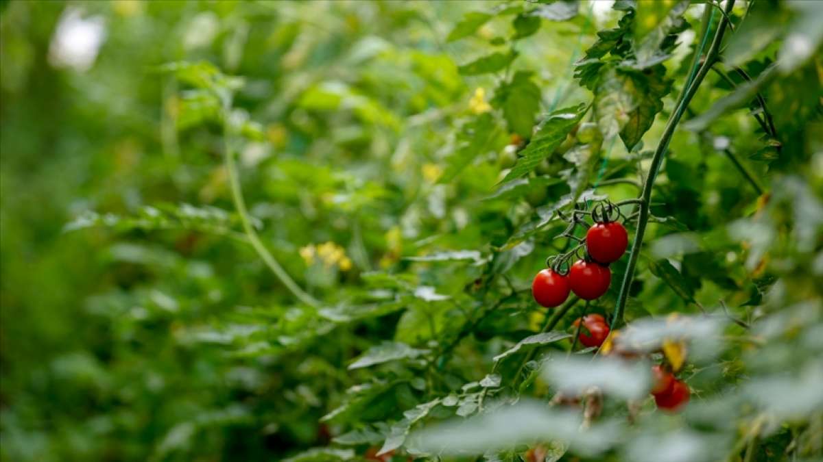 Türk tarımı, yatırımcılar için birçok alanda cazip imkanlar barındırıyor