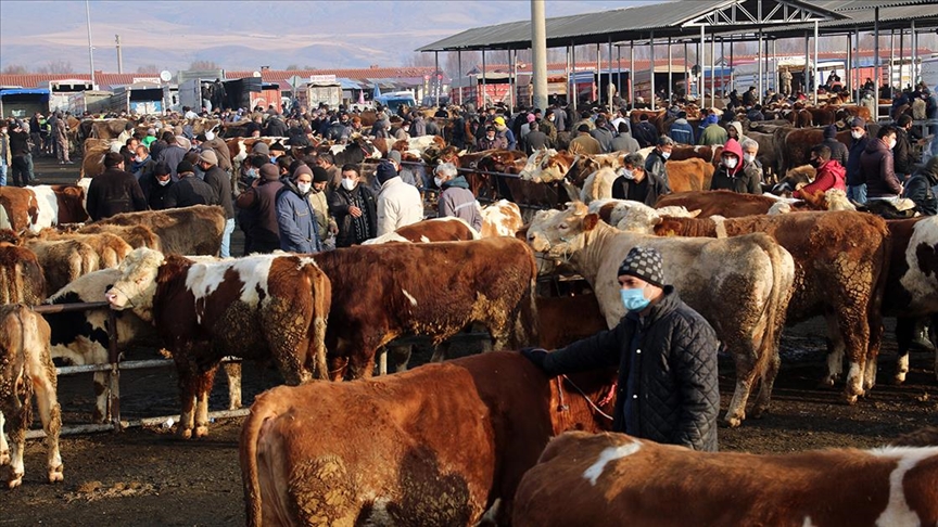 Türkiye'nin 'en büyük' canlı hayvan pazarı perşembe günleri kurulacak