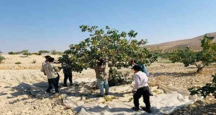 Türkiye’nin fıstık ambarında hasat başladı