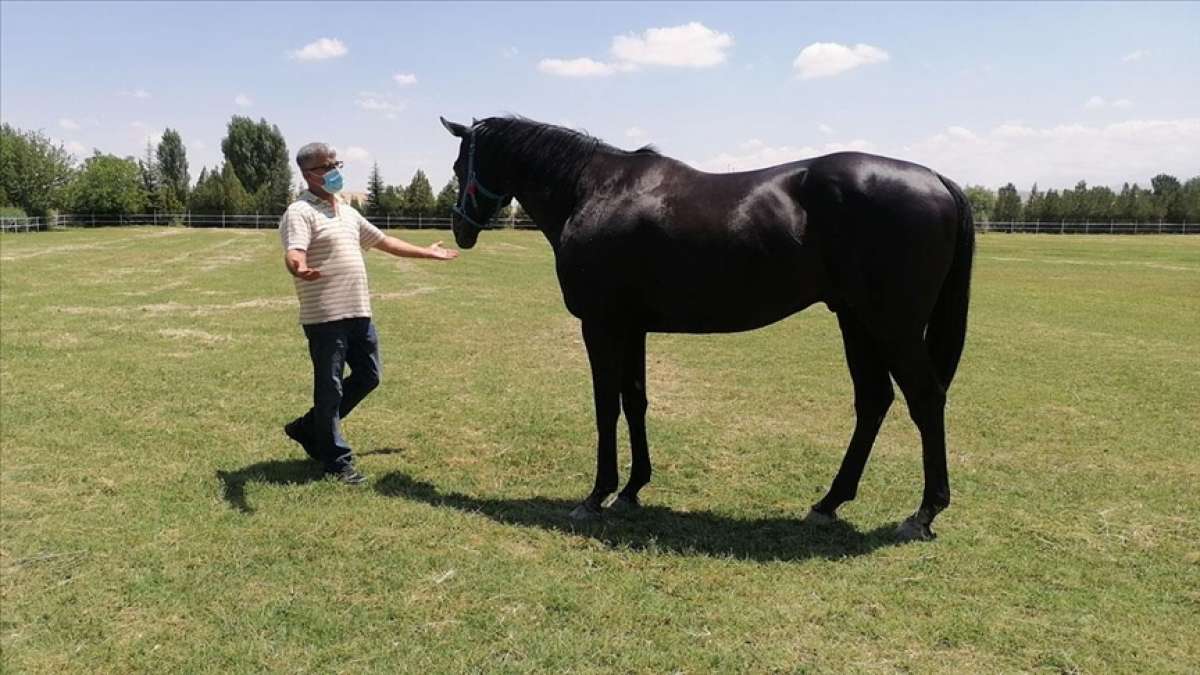 Türkiye'nin 'şampiyon atları' Ereğli'de yetişiyor