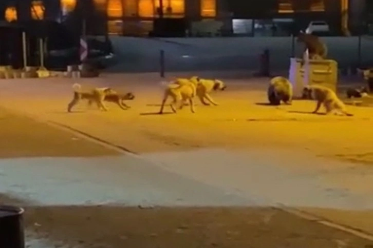 Uludağ’da yemek aramaya inen ayıların köpek sürüsü ile kavgası kameralarda