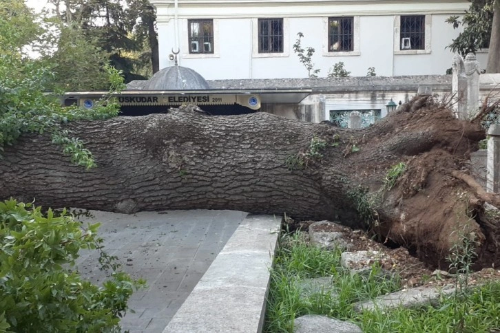 Üsküdar’da asırlık ağaç otomobilin üzerine devrildi