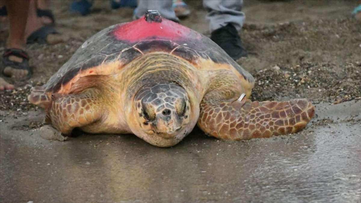 Uydudan izlenen Caretta 'Likya' 296 günlük uzun yolculuğu sonunda Tunus'a ulaştı