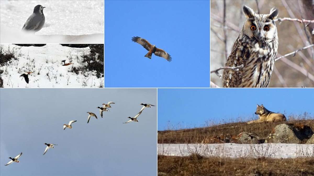 Yaban hayatı ilkbaharda Sarıkamış'a renk katıyor