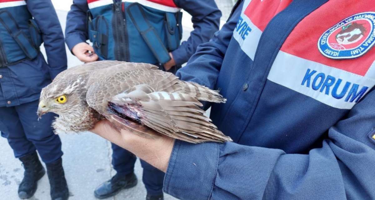 Yaralı atmacaya jandarma sahip çıktı