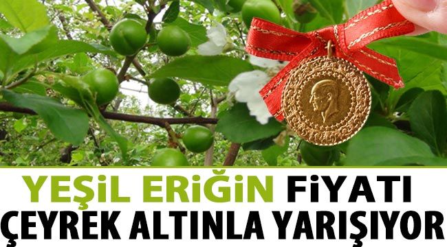 Yeşil eriğin fiyatı çeyrek altınla yarışıyor