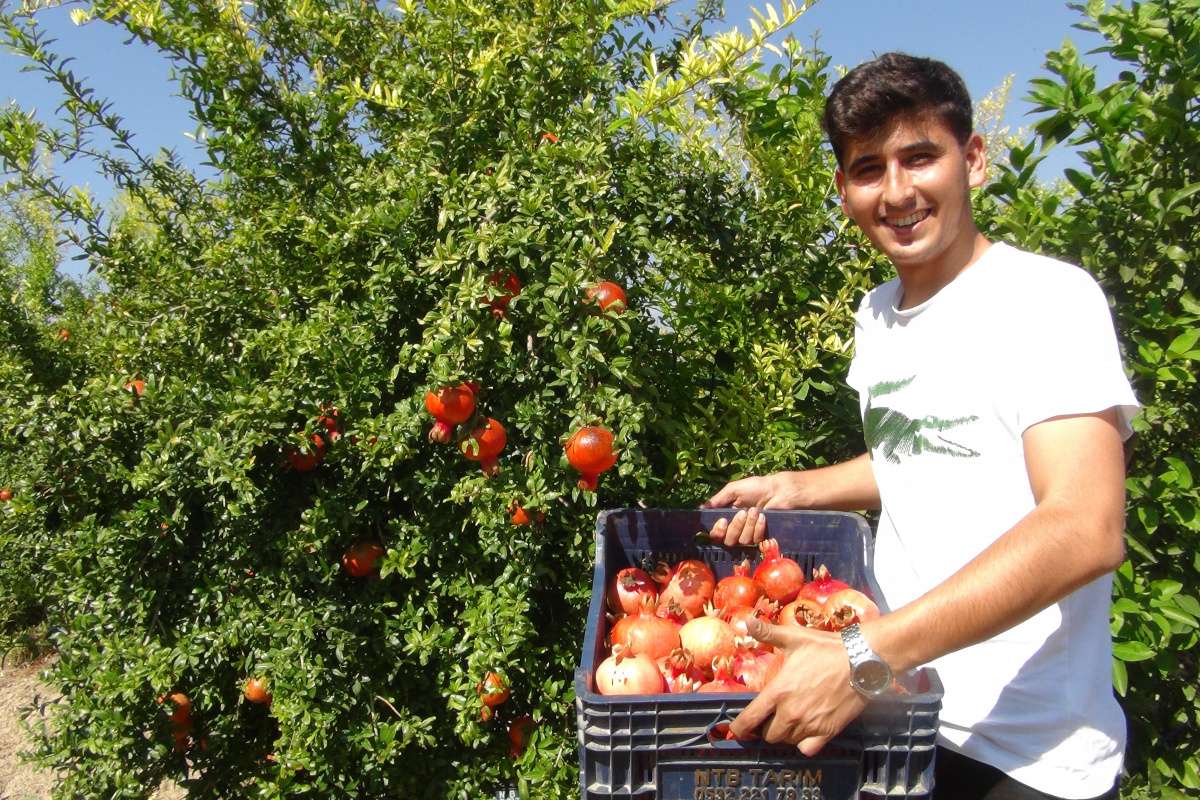 Yılın ilk Hicaz Narı hasadı Silifke'de yapıldı