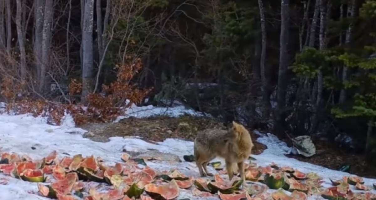 Yırtıcıların yemlerini yediği anlar fotokapana yansıdı