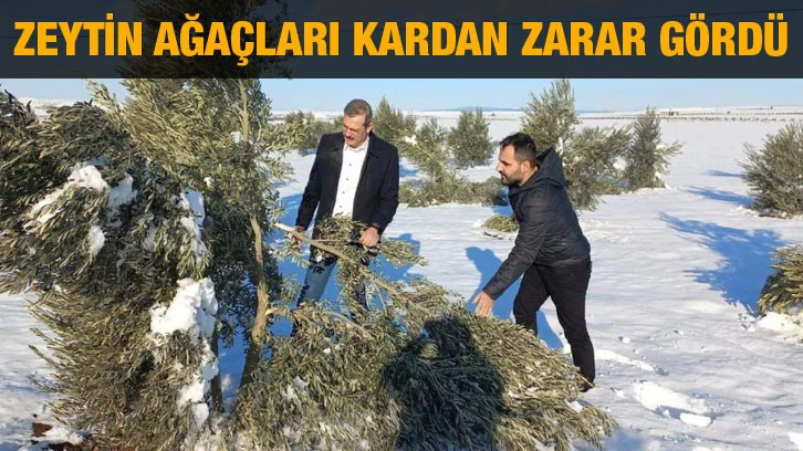 Zeytin ağaçları kardan zarar gördü