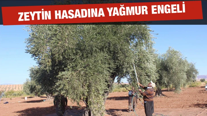 Zeytin hasadına yağmur engeli