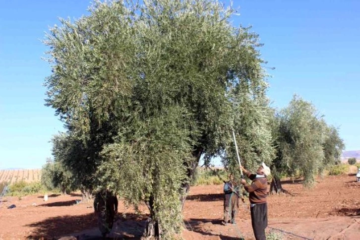 Zeytin hasadına yağmur engeli